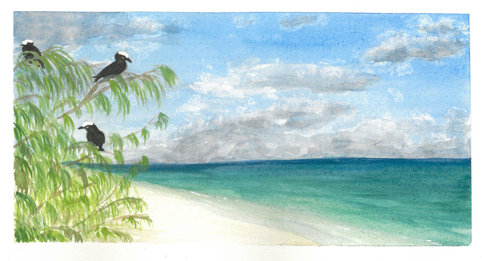 noddys in shark bay.jpg