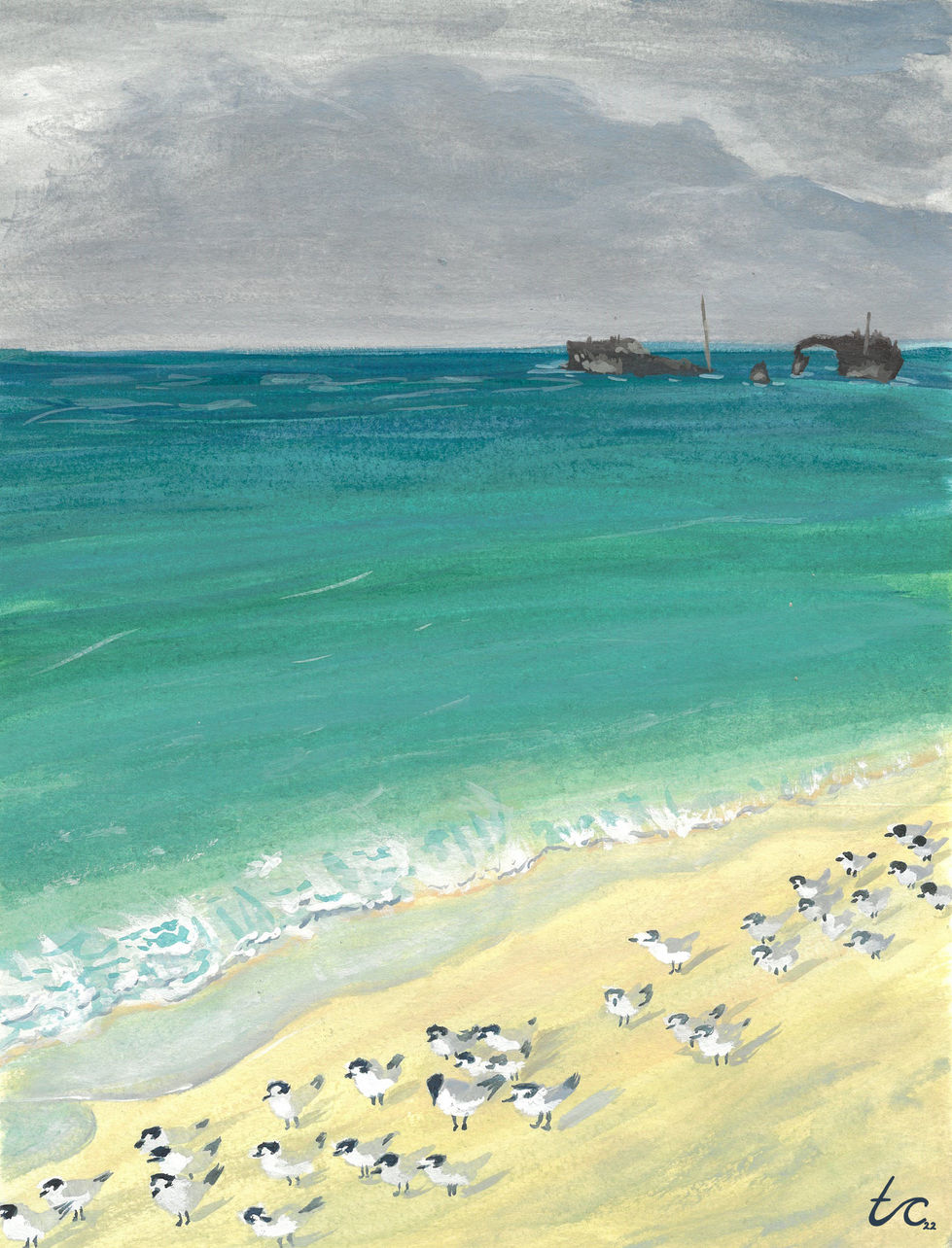 heron island terns signature.jpg