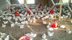 Chickens5