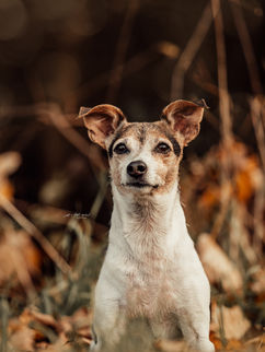 just a little moment michaela ramler hundefotografie hund portrait wiese