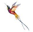 Aquarelle Oiseau 2