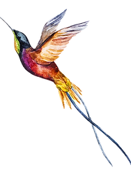Aquarelle Oiseau 2