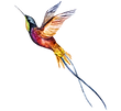 Watercolor Bird 2