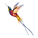 Watercolor Bird 2
