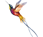 Watercolor Bird 2