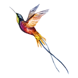 Watercolor Bird 2