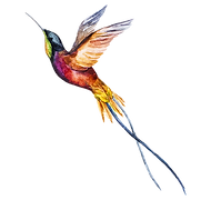 Pájaro de la acuarela 2