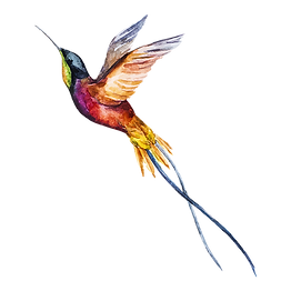 Pájaro de la acuarela 2