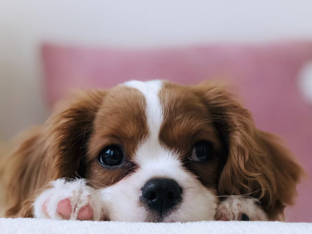 The LOOP Fort Lauderdale Beach to Host 2nd Annual Fur the Love Pet Fest on Feb. 20.