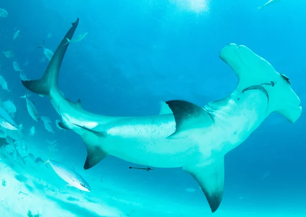 Rare Access To Hammerhead Shark Embryos Reveals Secrets Of Its Unique