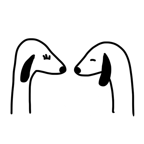 Best Places to Adopt a Pet in Miami