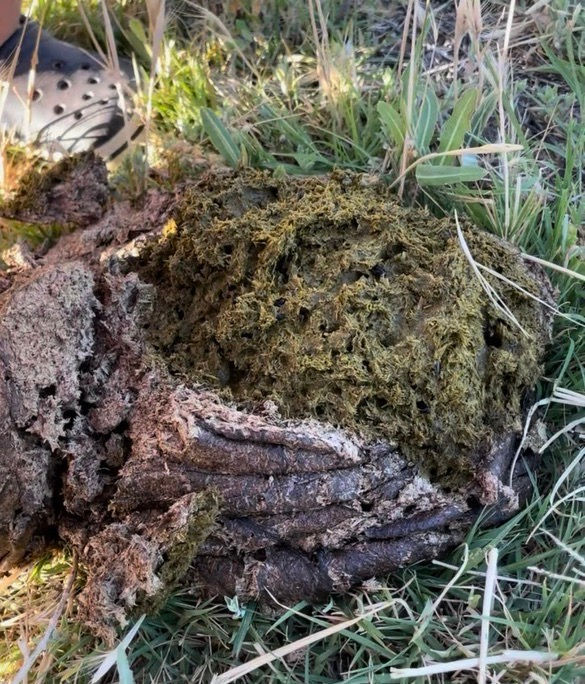 Manure Gold 