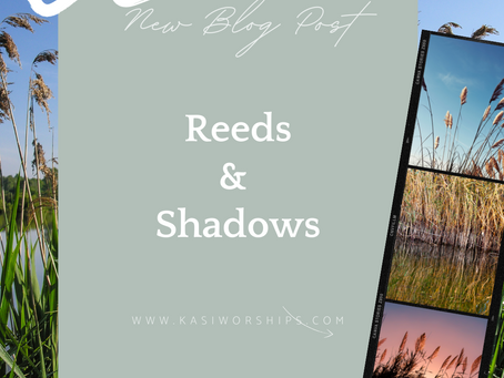 Reeds & Shadows
