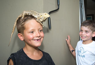 AA lizard on head.jpeg
