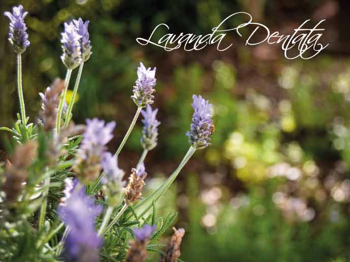 lavanda-dentata
