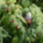FK Robin_1030
