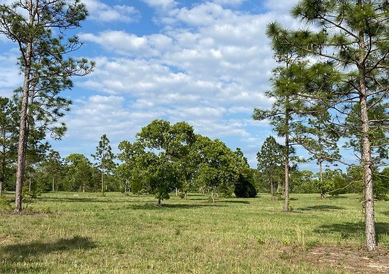 217550-land-o.jpg