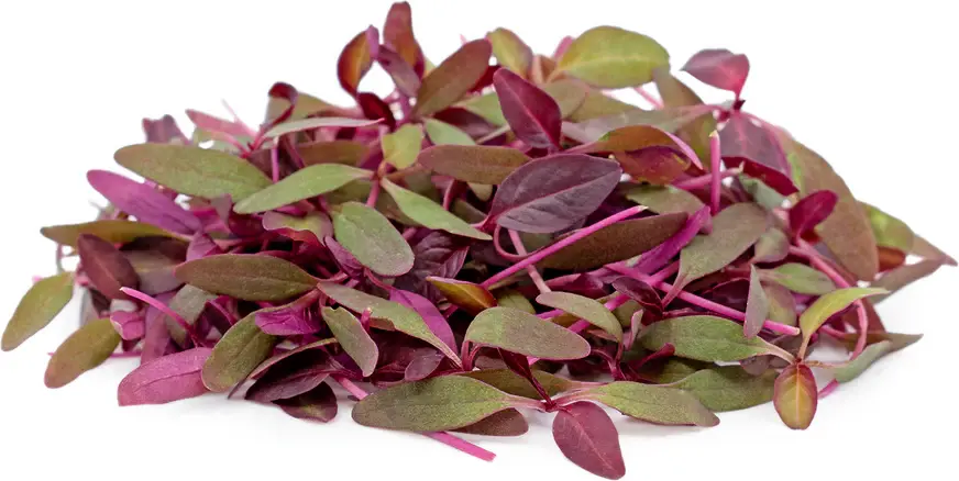 Amaranthus Red