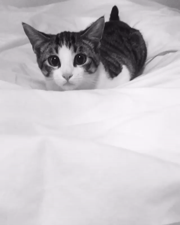 cat pouncing gif