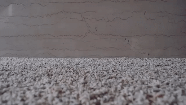 Cute cat gif