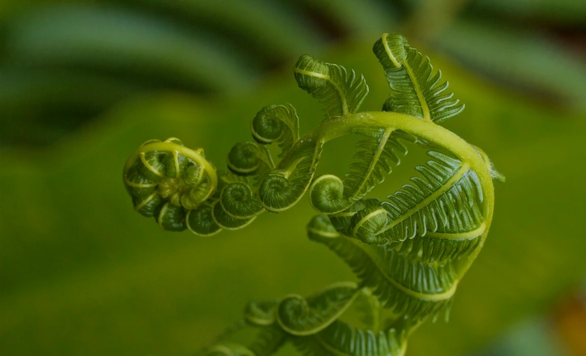 fernfractal.webp