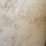 Pitted lime plaster i-faux.com