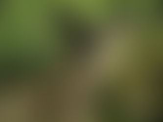 Beth leaning down towards her dog Seren whilst on a wooded path with beautiful green light filtering through the leaves.