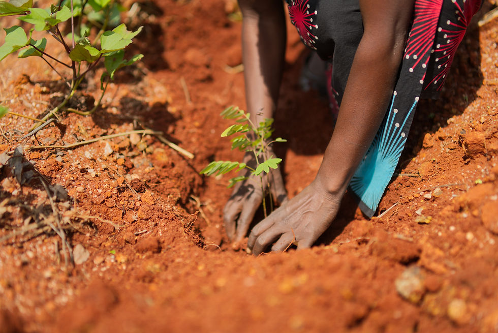 Close up of hands planting a seedling in the ground