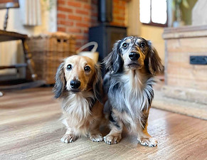 Dogs at the Chestnut cabin webres.jpg