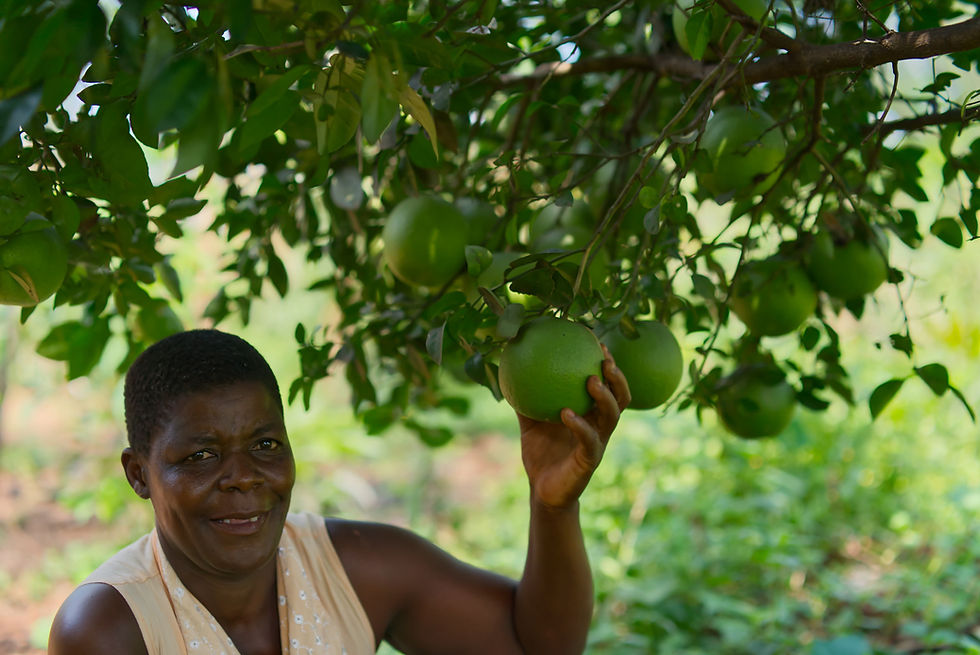 A woman standing under a tree laden with fruit proudly holding one.