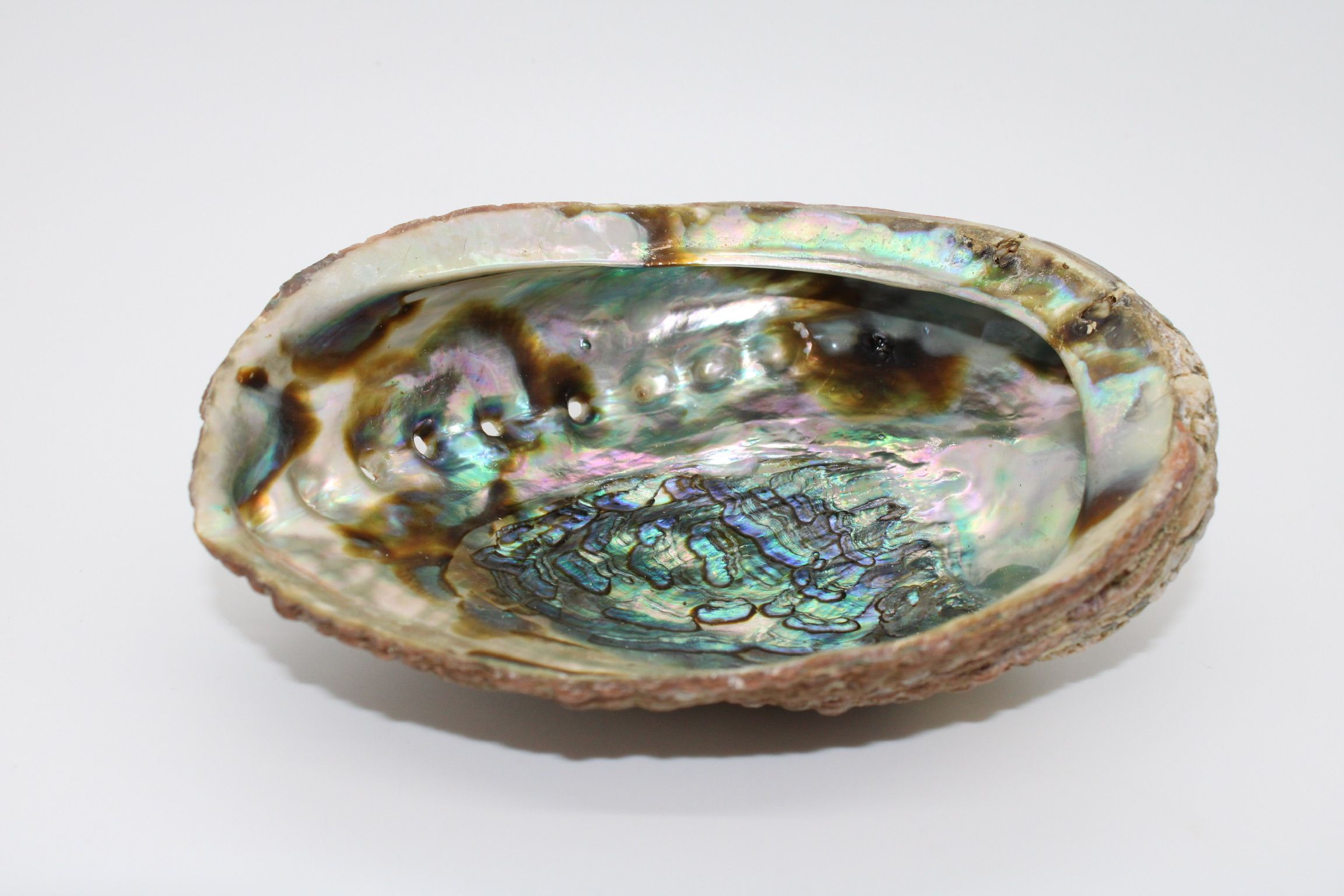 Abolone Shell