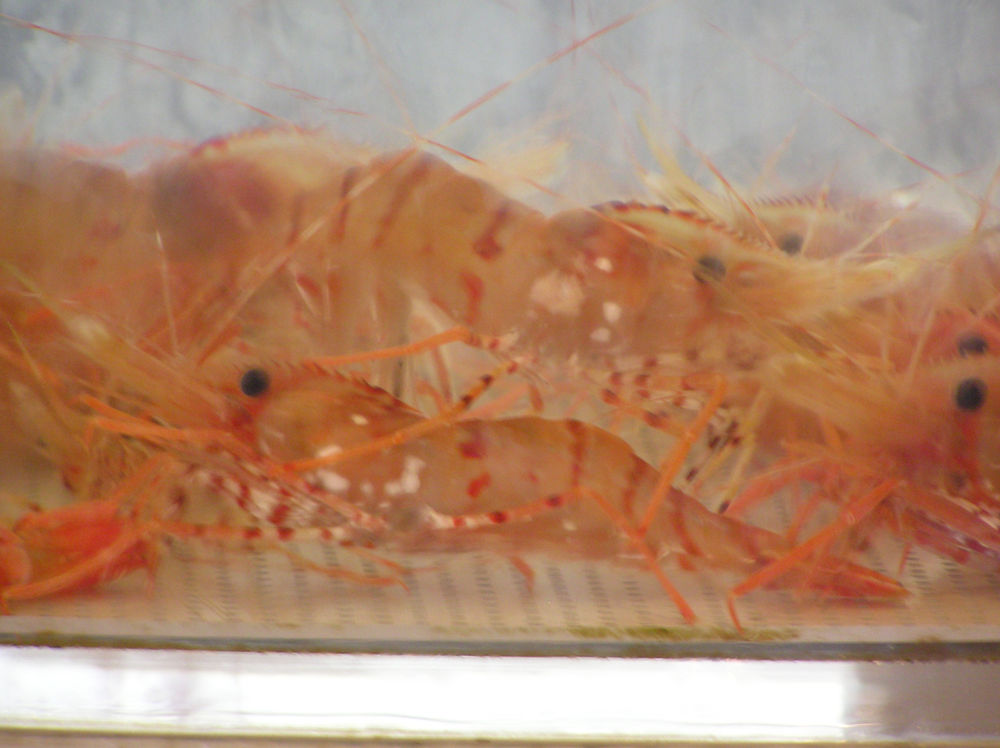 ボタンエビの旬