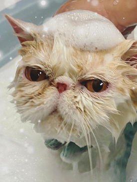 Cat wash