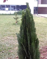 final arbol.jpeg