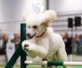dog3.jpg