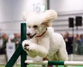 dog3.jpg