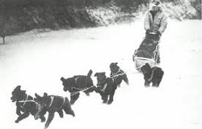 1970s-Poodle-Sled-Dog-Team.png