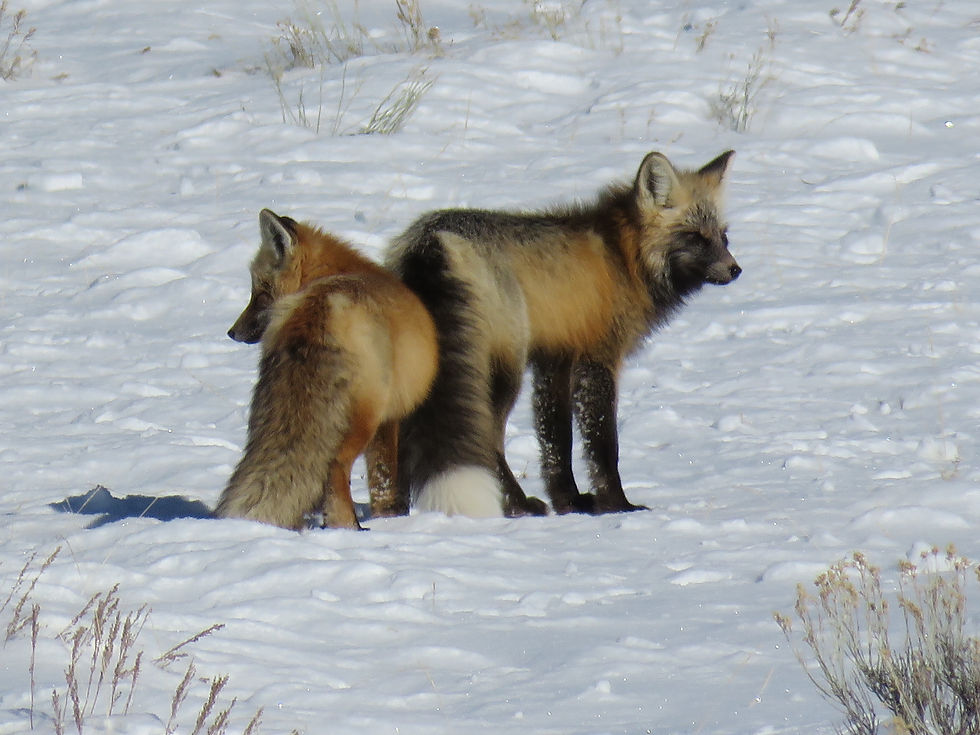 Two foxes are standing in the middle of the snow, looking into the distance.