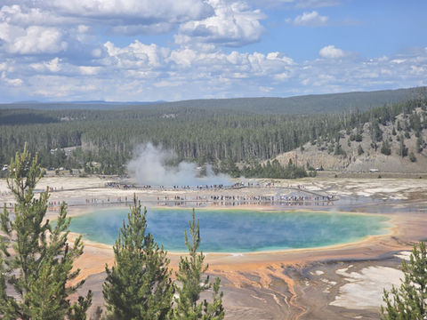 Yellowstone's Grand Prismatic Spring with visitors on the boardwalk and vast forest behind.