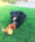 Happy black dog with toy