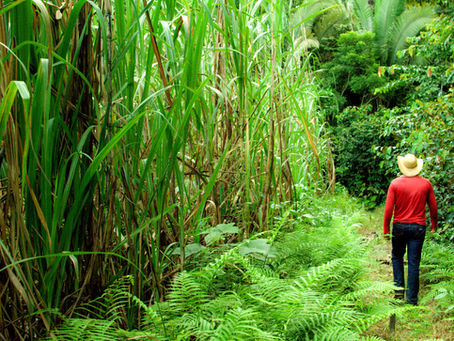 Why is Brazilian Rum Called Cachaça?
