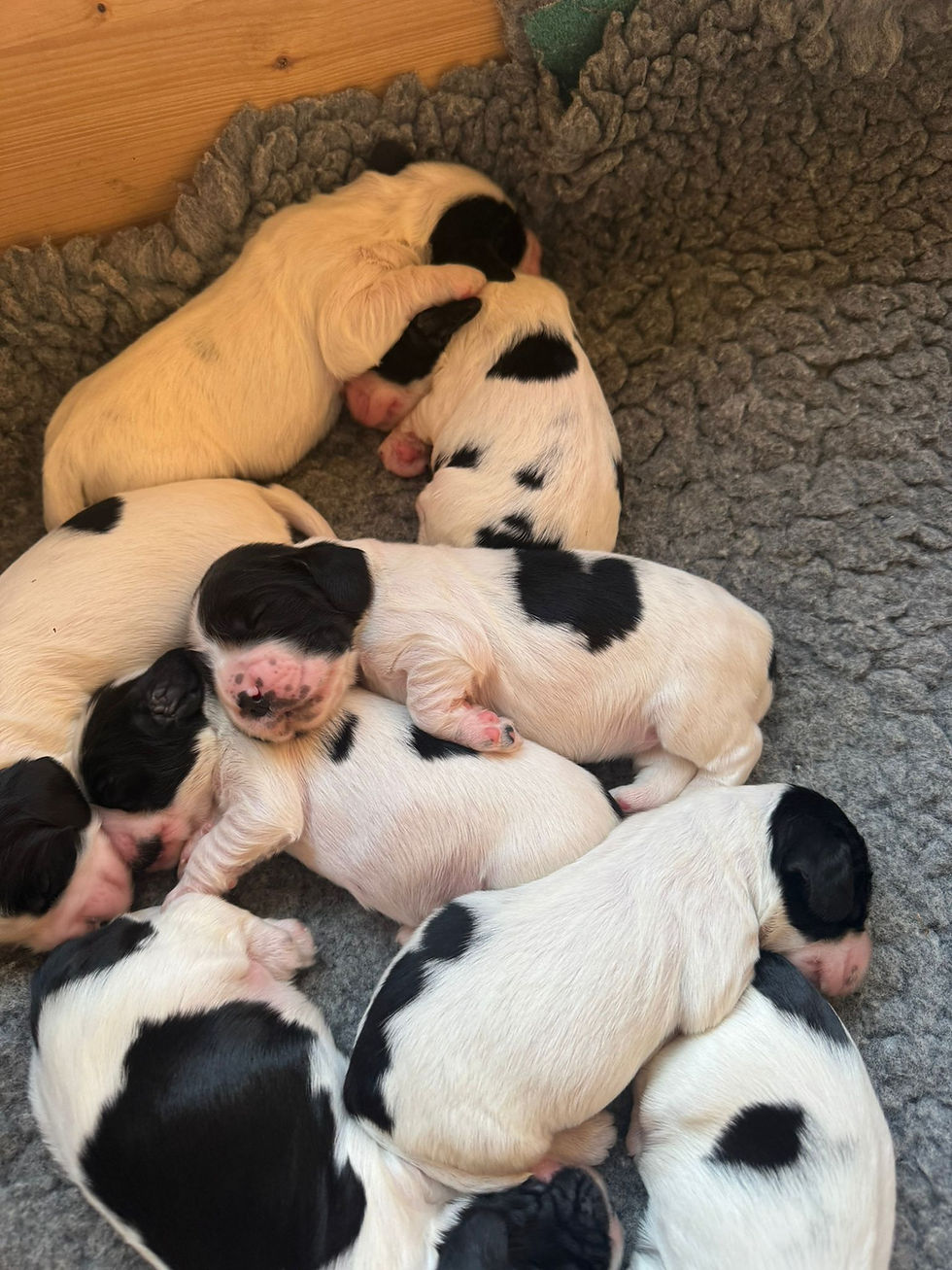 Bébés de Lubie of Everglade x Heluin Spread Wings (Yuri)