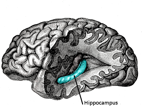 hipocamp