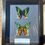Thumbnail: Framed Madagascan Sunset Moths (recto & verso)