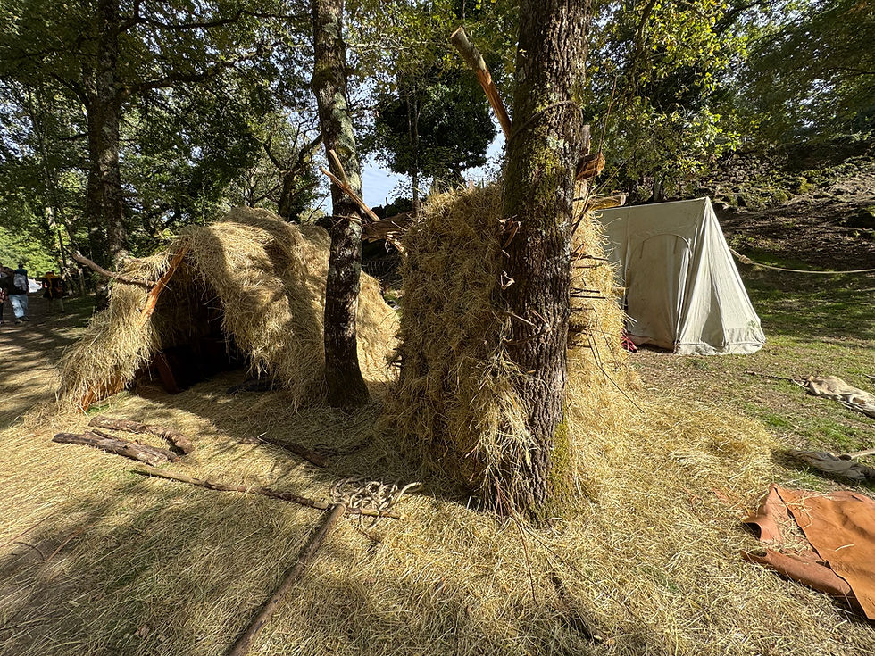 La création de cabane faite de bois plessés, de paille, et de foin pour les soldats entre deux arbres sur le campement de Totius Britanniae en 2025