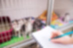 Adoption Events