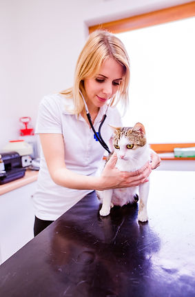 graphicstock-veterinarian-with-stethosco