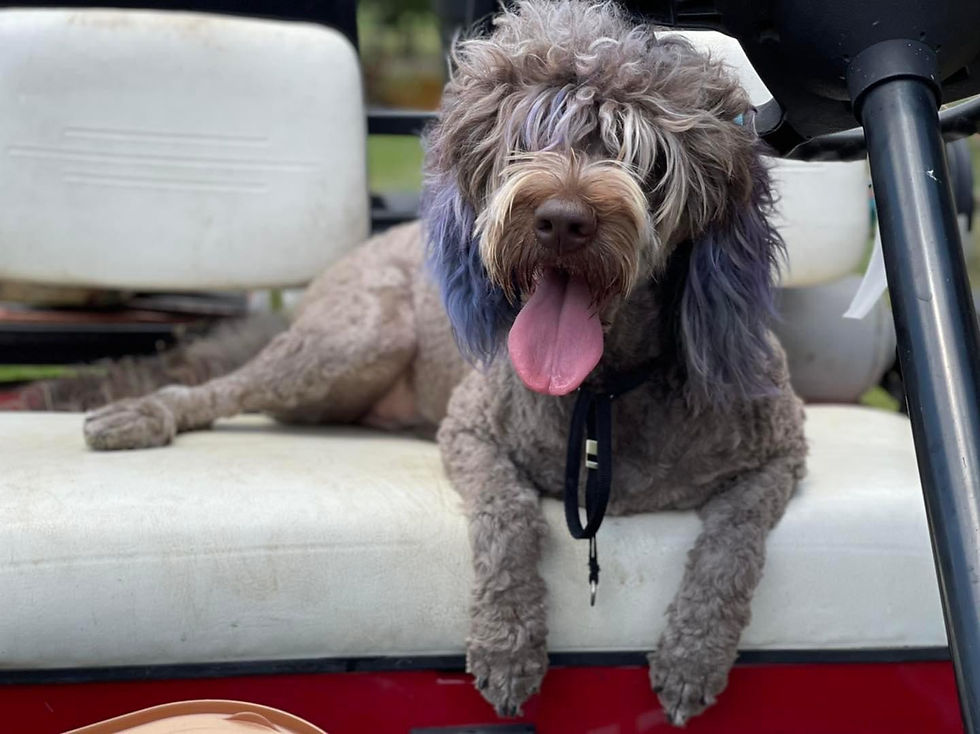 Medical Alert Service Dog, Service Dogs Texas