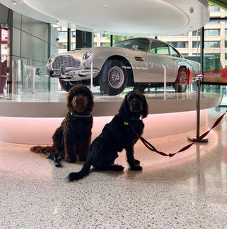 Service dogs Texas, Medical Alert Service dog, service dogs