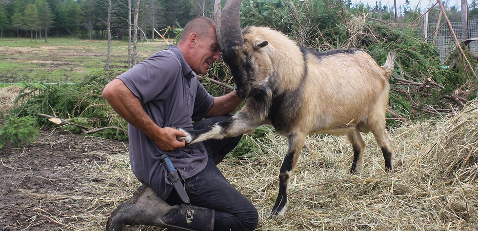 Ataraxy Farm - Blair Davis and his goat - SFRS 2021.jpg